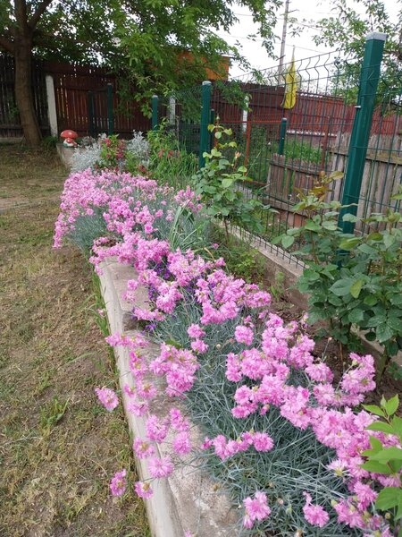 Izvoru Dulce, Buzau,